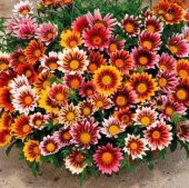 Simagro Çiçek Tohumları Yıldız Çiçeği 30 Adet - 1