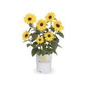 Süs Ayçiçeği Tohumu 5 Tohum Çiçek Tohumu + Tohum - 1