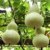 15 Adet Tohum Su Kabağı Tohumu Nadir Su Kabağı Kabak Tohumu Sürpr - 1