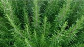 Biberiye Tohumu 50+ Tohum N11.7791 - 1