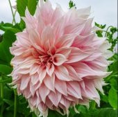 Pembe Dahlia Çiçeği Tohumu 10+ Tohum N11.7123 - 1