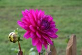 Pembe Dahlia Çiçeği Tohumu 10+ Tohum N11.7124 - 1