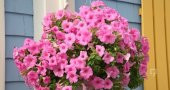 Pembe Petunya Çiçeği Tohumu 10+ Tohum N11.4297 - 1