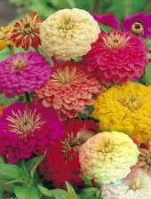 Zinnia Kirli Hanım Karışık Renk Çiçek Tohumu 30 Adet - 1