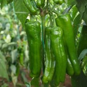 Çok Verimli Mozamort Üçburun Biber Tohumu 2 Gram - 1