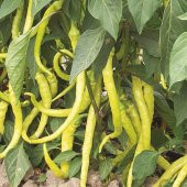 Doğal Sarı Sivri Çorbacı Biber Tohumu 2 Gram - 1