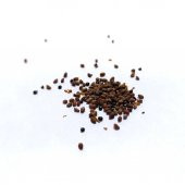 Biberiye Bitkisi Tohumu Çit Rosemary - 1
