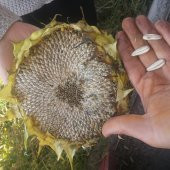 Ayçiçeği Beyaz Çekirdekli Tohum 30 Adet - 1