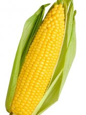 İthal Süt Mısır Haşlama Közleme 50 Ad. Tohum - 1