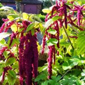 Sarkan Kırmızı Amaranthus Horoz İbiği Çiçeği Tohumu 100 Tohum - 1