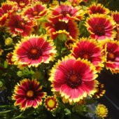 İndian Blanket Gaillardia Gayret Çiçeği Tohumu 30 Adet - 1