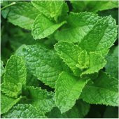 Doğal Spearmint Nane Tohumu 100 Tohum - 1