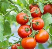 Sc 2121 Domates 1000 Tohumu thumbnail 2