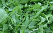 Roka Tohumu 100+ Tohum N11.8560 - 1