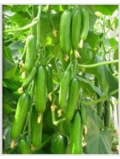 F1 Badem Hıyar Tohumu 10 Tohum thumbnail 1