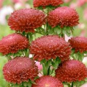 Callistephus Pompon Dark Red Aster Çiçeği Tohumu 50 Tohum thumbnail 5