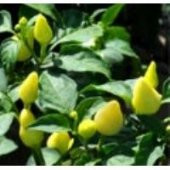 Doğal Turuncu Biberiye Tohumu 20 Tohum thumbnail 1