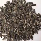 Doğal Siyah Çerezlik Çitlemelik Ayçiçeği Çekirdek Tohumu 40 Ade thumbnail 4