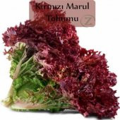 Kırmızı Yapraklı Kıvırcık Marul 1 Gram - 1