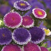 Blue Moon Pompon Aster Çiçeği Tohumu 50 Tohum - 1