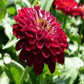 Super Yoga Elegans Dark Red Zinya Çiçeği Tohumu 40 Tohum - 2