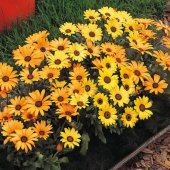 Sarı Golden Yellow Afrika Papatyası Çiçeği Tohumu 30 Tohum - 1