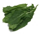 Doğal Kuzu Kulağı Tohumu 50 Tohum thumbnail 2