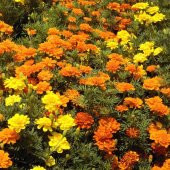 Soğuklara Dayanıklı Katmerli Geum Çiçeği Tohumu 20 Tohum thumbnail 2