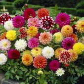 30 Adet Karışık Renkli Dahlia Yıldız Çiçeği Tohumu - 1