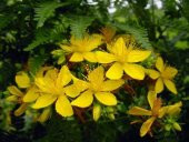 Doğal Sarı Kantoron Kılıç Otu Tohumu 10 Tohum thumbnail 4