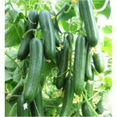 Erkenci Bol Verim Sırık Salatalık Tohumu 20 Tohum thumbnail 1