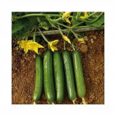 Erkenci Bol Verim Sırık Salatalık Tohumu 20 Tohum thumbnail 3