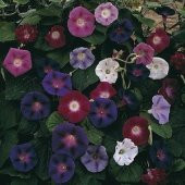 Sabah Sefası Özel Karışım Tohumu-10+ Tohum thumbnail 2