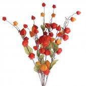 Chınese Lantern- Çin Feneri Bitkisi- 15 Tohum thumbnail 2