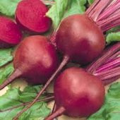 50+ Boğa Kanı Pancar Tohumu - Geleneksel N11.3791 - 1