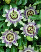 5 Çarkıfelek Çiçeği Tohumu-Passiflora Caerulea N11.867 - 1