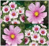 30+Muhteşem Çiçekli Cosmos Daydream Çiçek Tohumu thumbnail 2