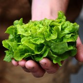 150+ Minyatür Saksı Marulu Tohumu N11.873 thumbnail 2