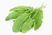 250+ Kuzu Kulağı Otu Tohumu- Limon Aromasında N11.2704 - 1