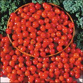 Alman Reisentraube Salkım Kiraz Domates-10+Tohum thumbnail 1