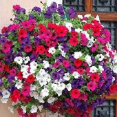 100+ Adet Petunya Hybrida Pendula Tohumu- Karışık Çiçekli - 1
