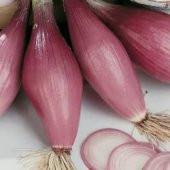 60+ Kırmızı Uzun Floransa Soğanı Tohumu N11.6160 thumbnail 1