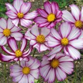 30+ Cosmos Picotee Çiçek Tohumu-Muhteşem Çiçekli N11.1826 - 1