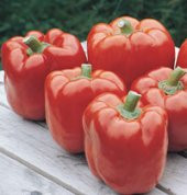 10+ Dev Kırmızı Dolmalık Biber Tohumu thumbnail 2
