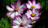 30+ Cosmos Picotee Çiçek Tohumu-Muhteşem Çiçekli N11.1826 - 2