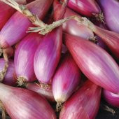 60+ Kırmızı Uzun Floransa Soğanı Tohumu N11.6160 thumbnail 2