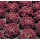 120+ İtalyan Lolla Rossa Kıvırcık Marul Tohumu thumbnail 1