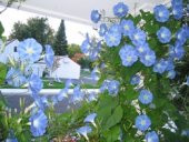 10+Sabah Sefası Heavenly Blue Tohumu N11.439 - 2
