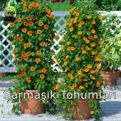 10+ Kara Gözlü Suzan Sarmaşık Tohumu N11.4013 thumbnail 2