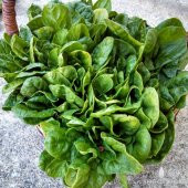 100+ Geleneksel Dev Yapraklı Ispanak Tohumu N11.1448 thumbnail 2